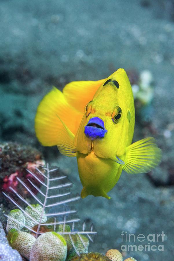 Wildlife Photograph - Three-spot Angelfish On Reef by Georgette Douwma/science Photo Library