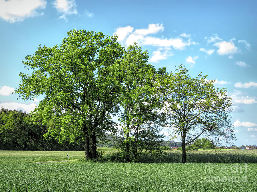 Three Spring Trees Photograph by Elisabeth Lucas - Fine Art America