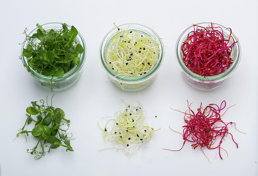 Three Sprout Varieties In Glasses And On A White Surface Photograph by Eising Studio