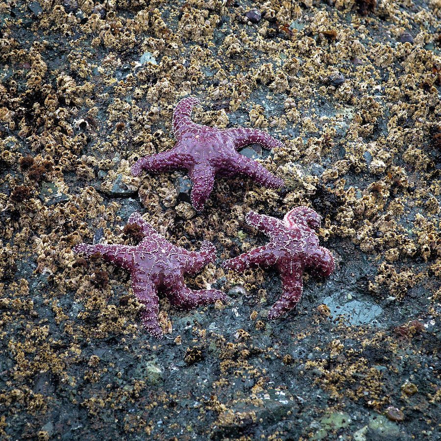 Three Starfishes Photograph by Alex Mironyuk