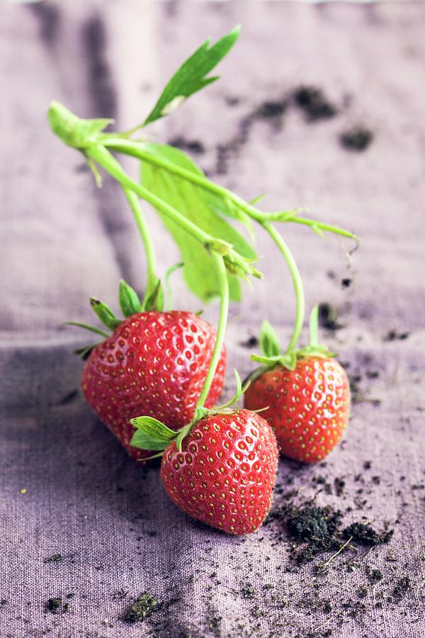 Three Strawberries On The Stalk Photograph by Eising Studio
