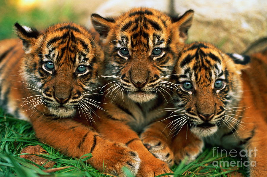 20 Fighting Tiger Cubs Stock Photos, High-Res Pictures, and Images - Getty  Images