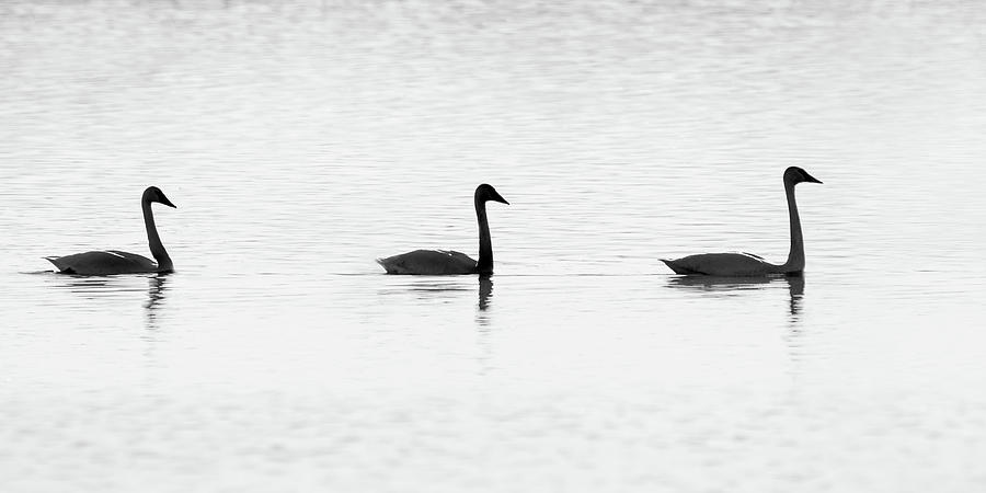 Three Swans A-swimming Photograph by Nikolyn McDonald