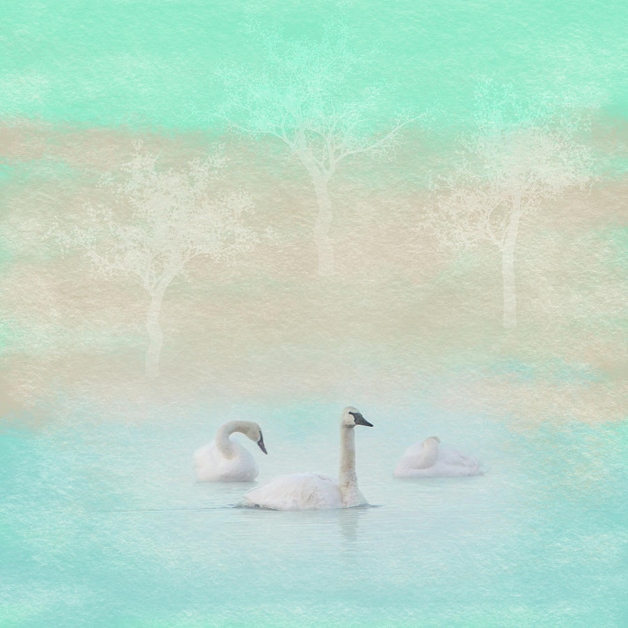 Three Swans Pastel Square Photograph by Patti Deters