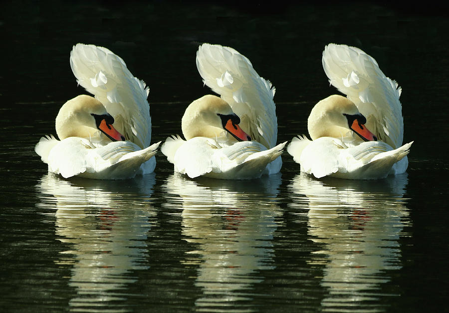 Three Swans Preening Photograph by Jeff Townsend