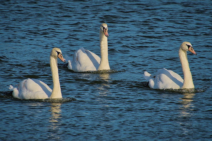 Three Swans Photograph by TJ Baccari - Fine Art America