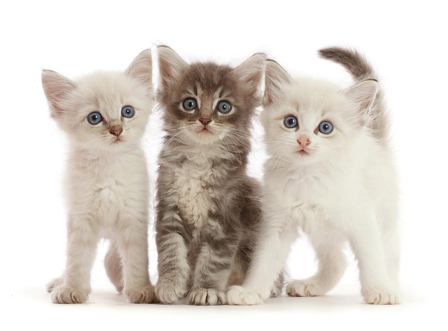 Three Tabby And Colorpoint Kittens Photograph by Mark Taylor | Fine Art ...