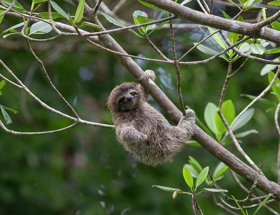 Three Toed Sloth Baby In Tree Photograph by Suzi Eszterhas
