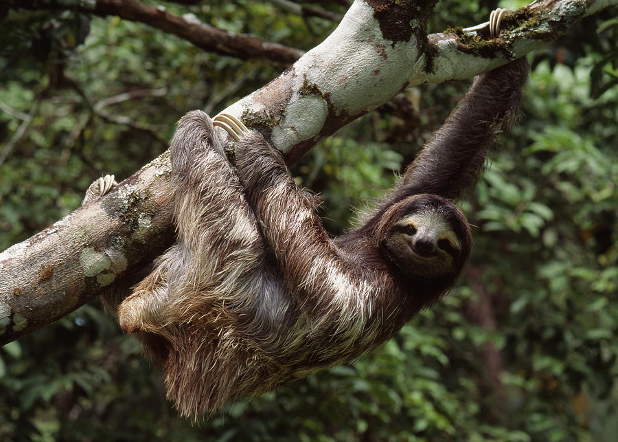 Three-toed Sloth Bradypus Tridactylus Photograph by Nhpa