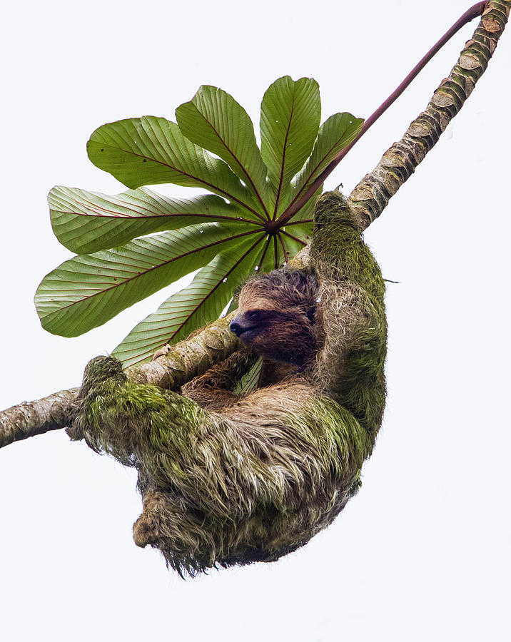 wild republic hanging sloth