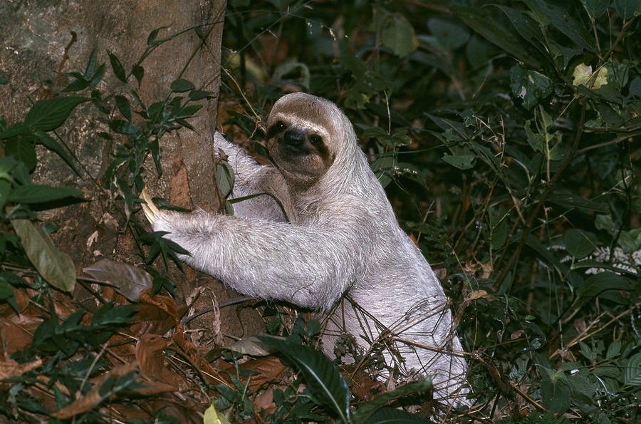Three-toed Sloth On Ground Photograph by Nhpa