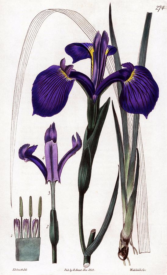 Three-toothed iris, Iris tridentata. Robert Sweets The British Flower Garden, Ridgeway, 1828. Drawing by Album