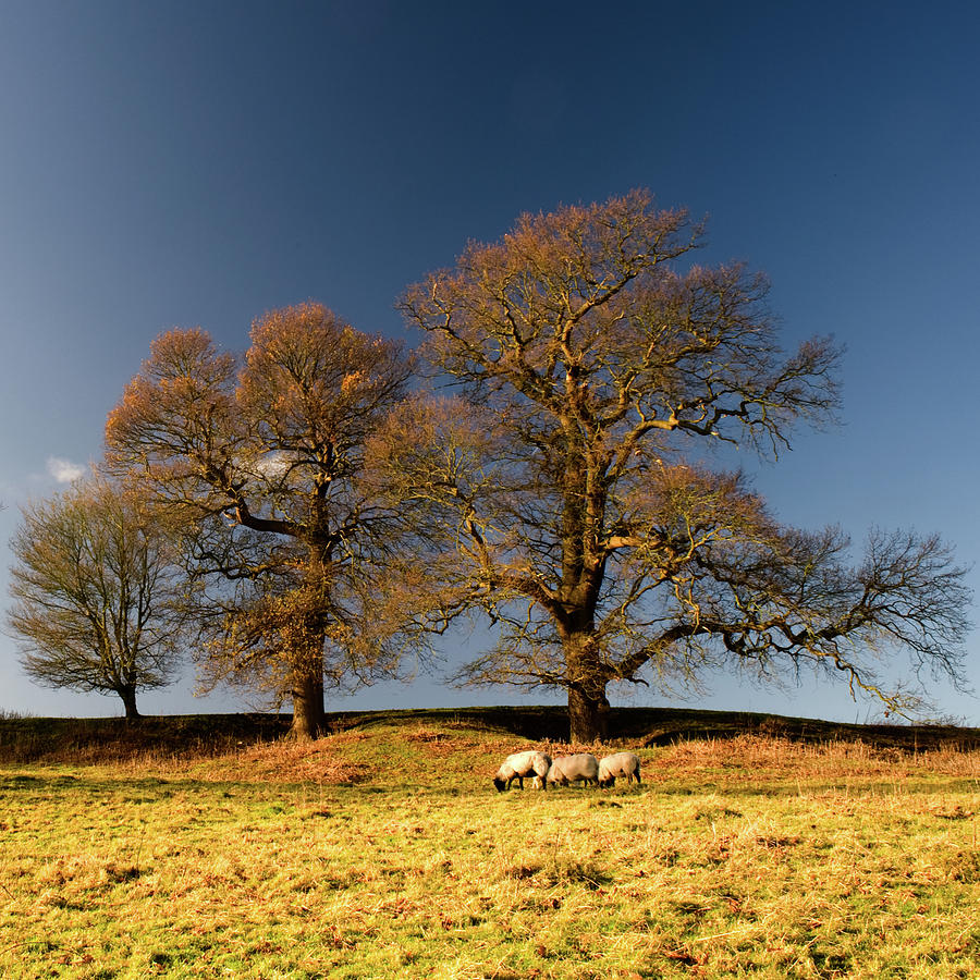 Three Trees And Three Sheep Photograph by House Light Gallery - Steven House Photography