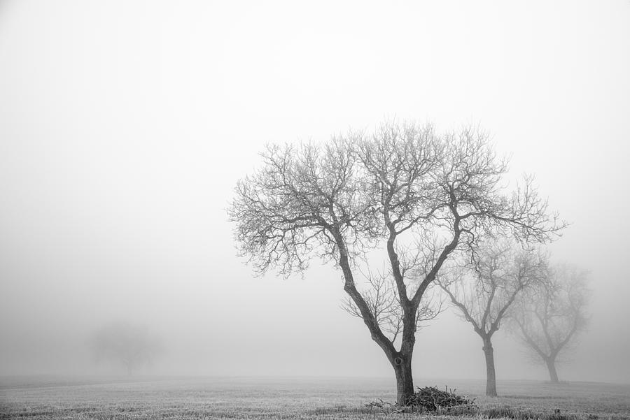 Three Trees Photograph By David Zurita Martinez - Fine Art America