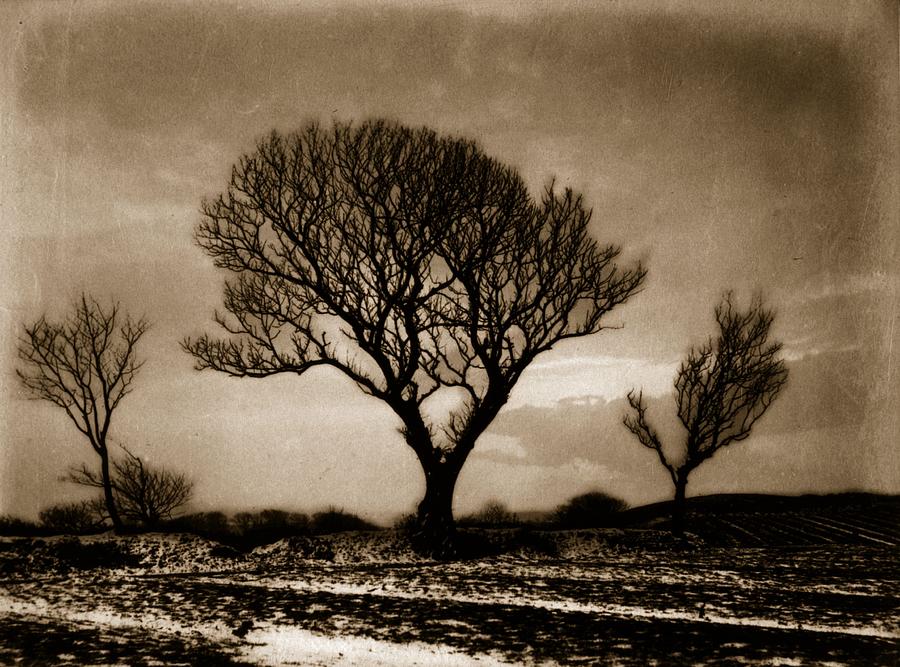 Three Trees Photograph by Frank Meadow Sutcliffe