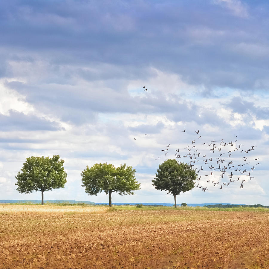 Three Trees In Soil Field Photograph by Michael Kohaupt