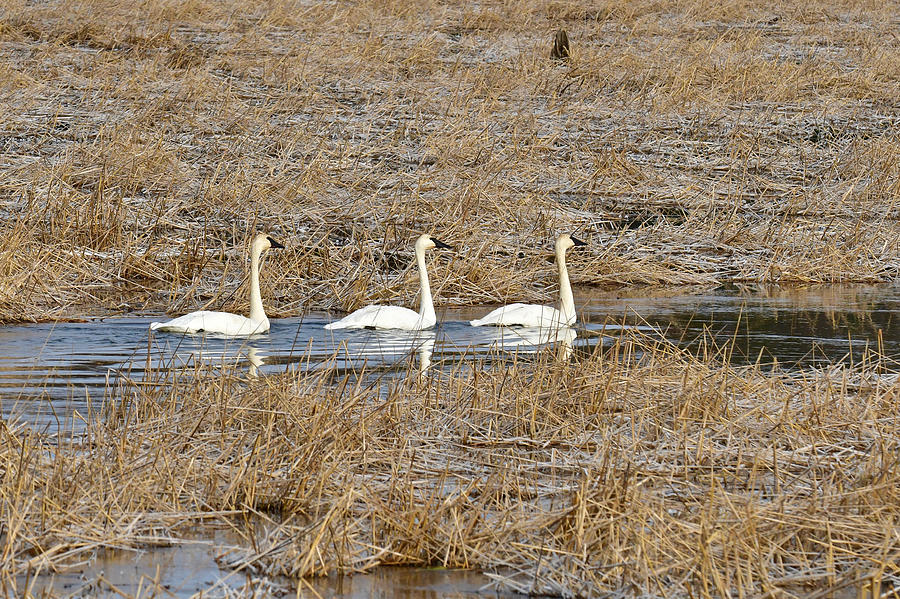Three Trumpetor Swans 0629 Photograph by Michael Peychich