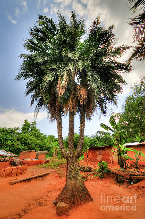 Three Trunked Palm Tree, Ghana Photograph by Demerzel21