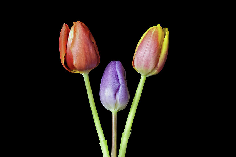 Three Tulip Heads in a Row Almost hearty shaped. Photograph by Jim ...