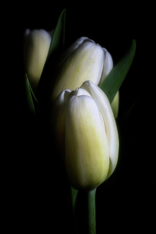 Three Tulips by Cyndy Doty Three Tulips by Cyndy Doty