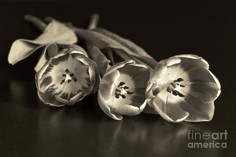 Three Tulips In Sepia Photograph