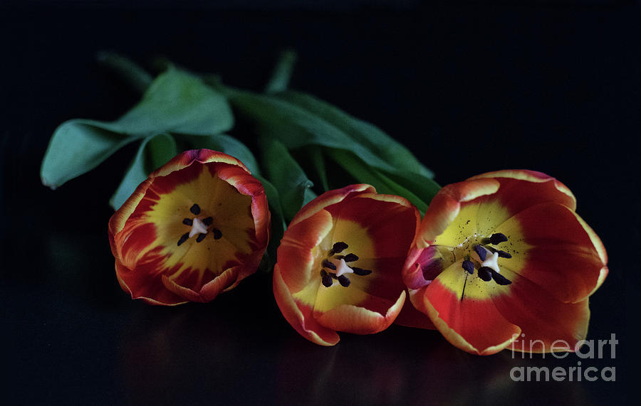 Three Tulips Photograph by Lynn Bolt