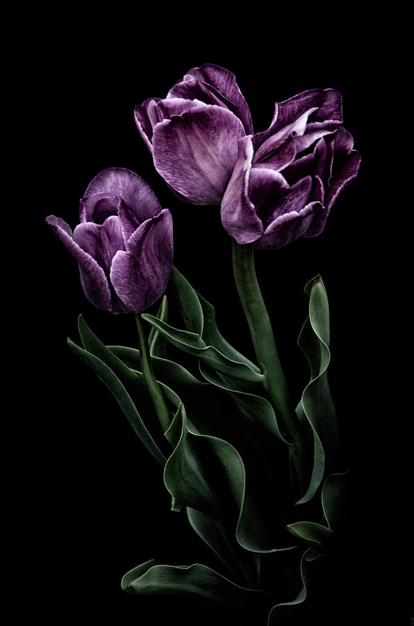Three Tulips on Black Photograph by Eleanor Bortnick