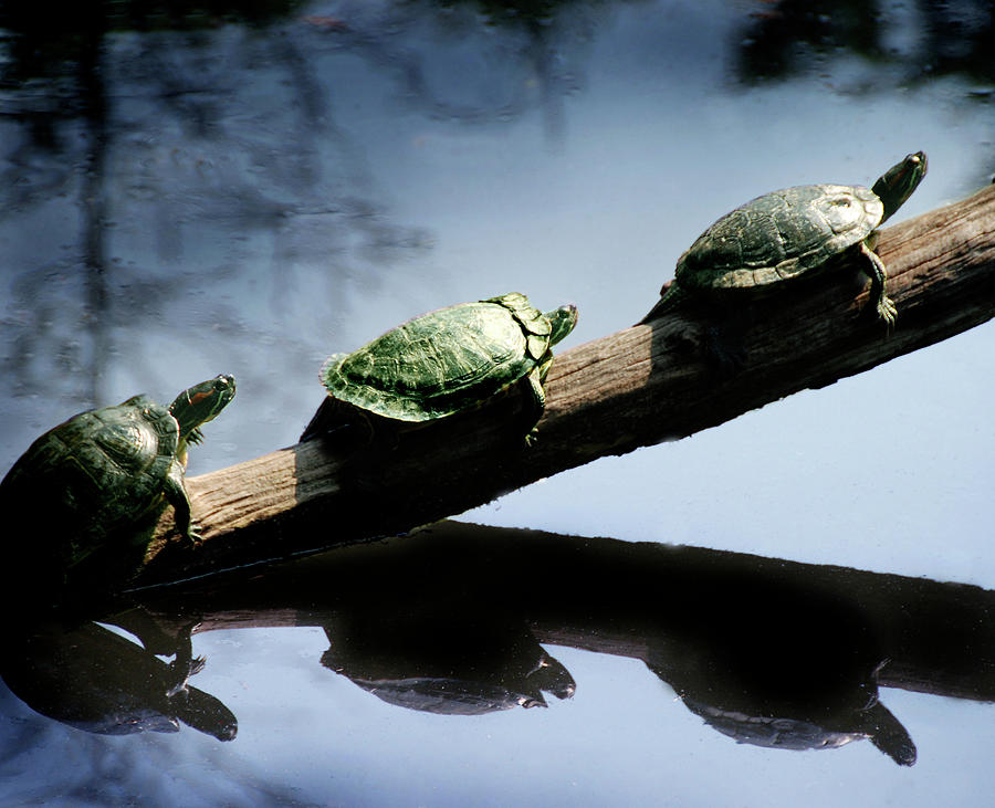 Three Turtles Photograph by © Rick Elkins