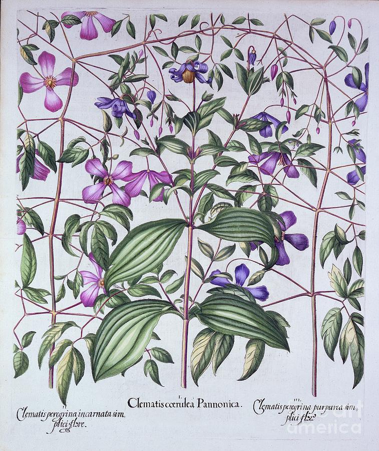 Three Types Of Clematis Drawing by Heritage Images