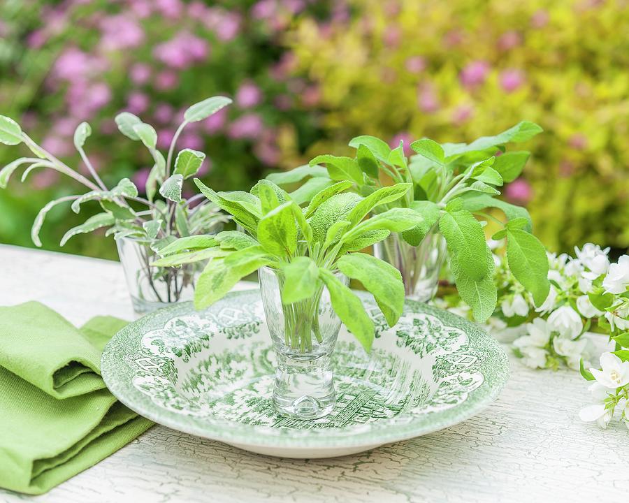 Three Types Of Sage In Shot Glasses On A Garden Table Photograph by The Studio Collection