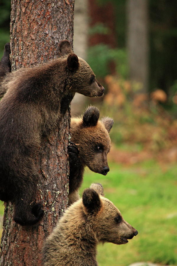 Three Up A Tree Photograph By Alex England - Fine Art America