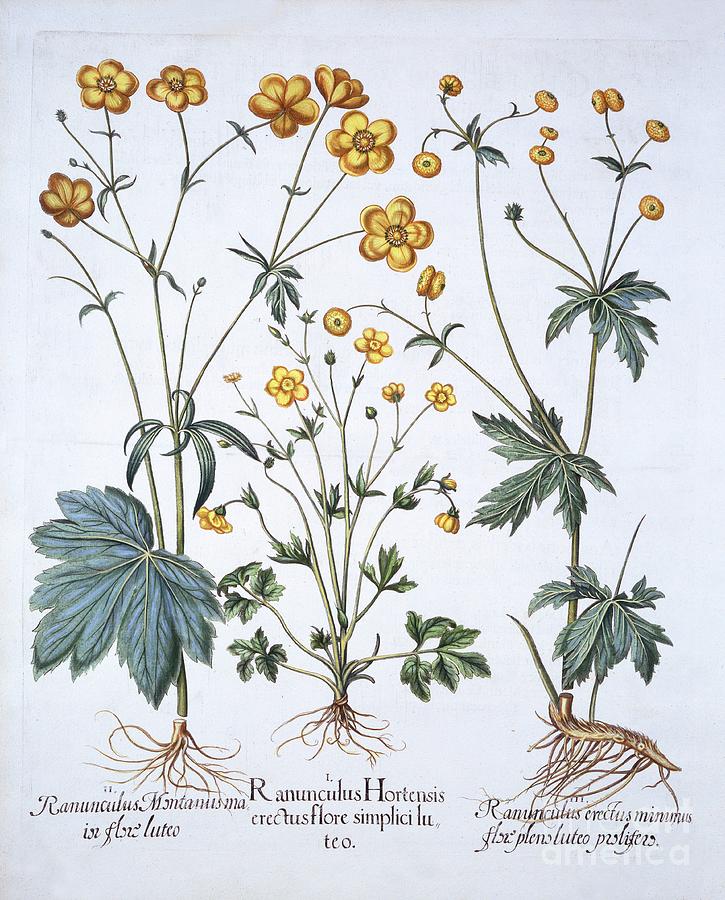 Three Varieties Of Buttercup Drawing by Heritage Images