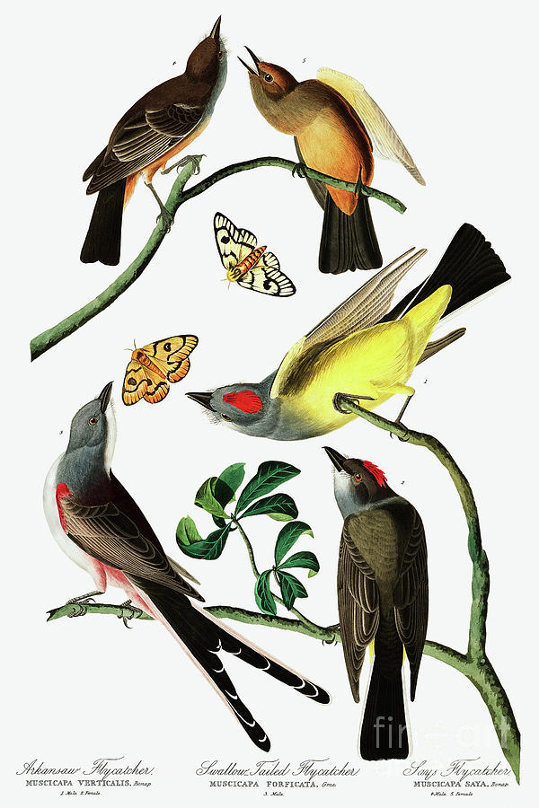 Three Varieties of Flycatcher from Audubon Painting by John James Audubon