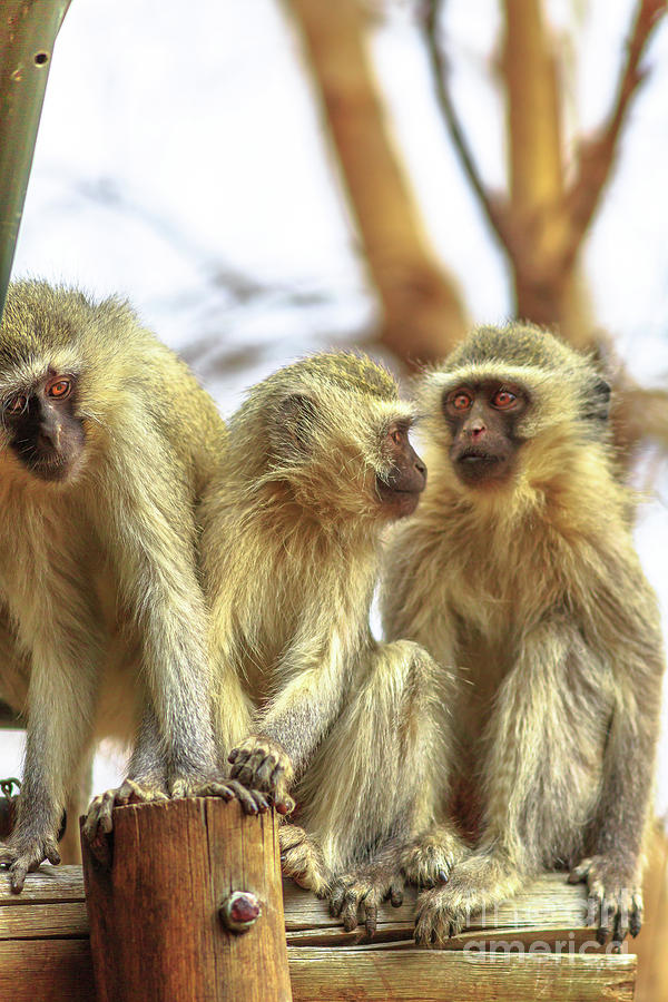 Three Vervet Monkey Photograph by Benny Marty
