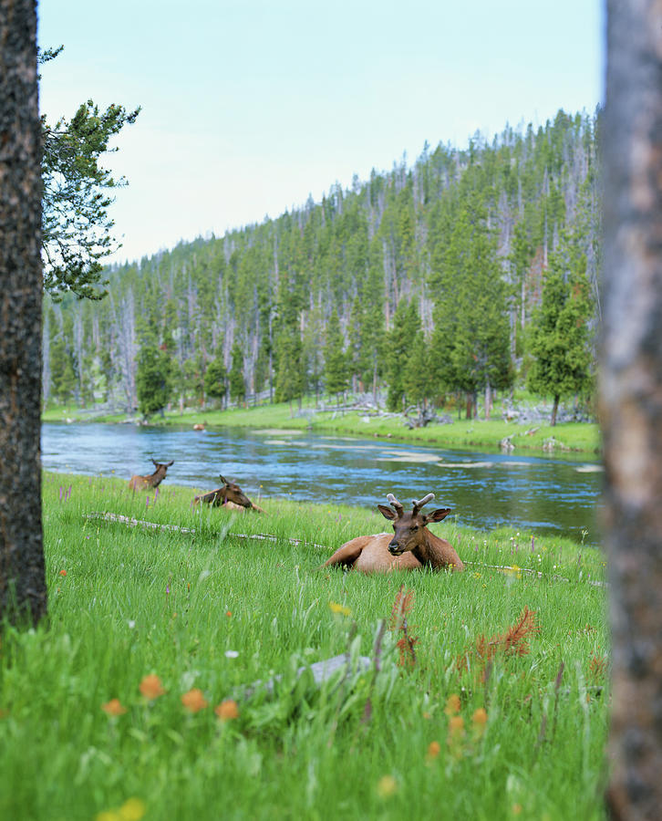 Three Wapati Elk Cervus Canadensis Photograph by Jayme Thornton