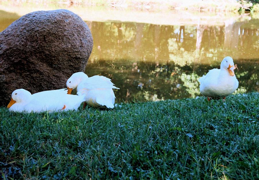 Three White Ducks Photograph by Scott Kingery