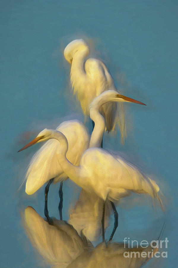 Three White Egrets by Kathy Baccari Three White Egrets by Kathy Baccari