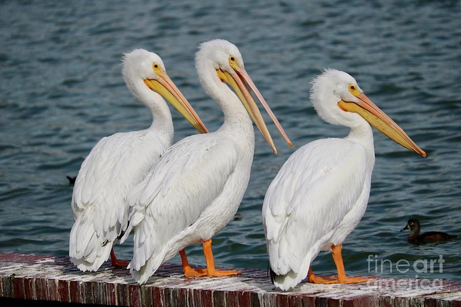 Three White Pelicans Photograph by Carol Groenen