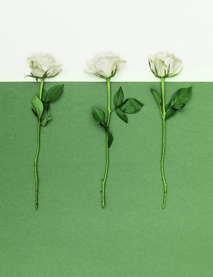 Three White Roses Photograph by Henrik Sorensen