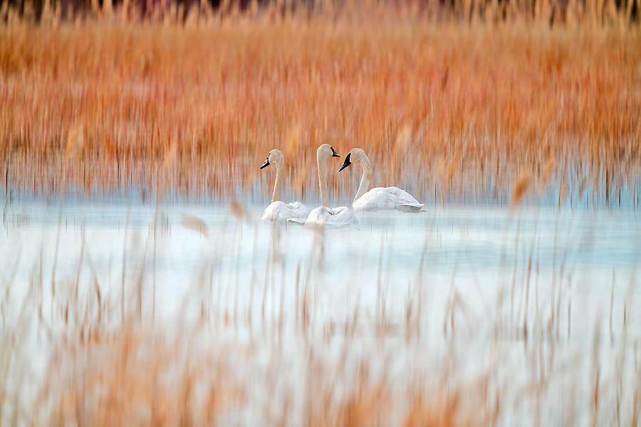 Swan Photograph - Three White Swans by Leanne Lei