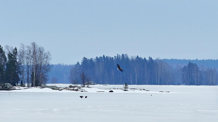 Three white-tailed eagles on the ice Photograph by Jouko Lehto