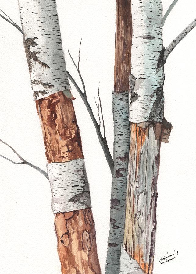 Tree Painting - Three Wild Birch Trees in watercolor by Christopher Shellhammer