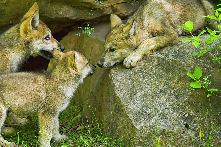 Three Wolf Pups Photograph by Lindley Johnson