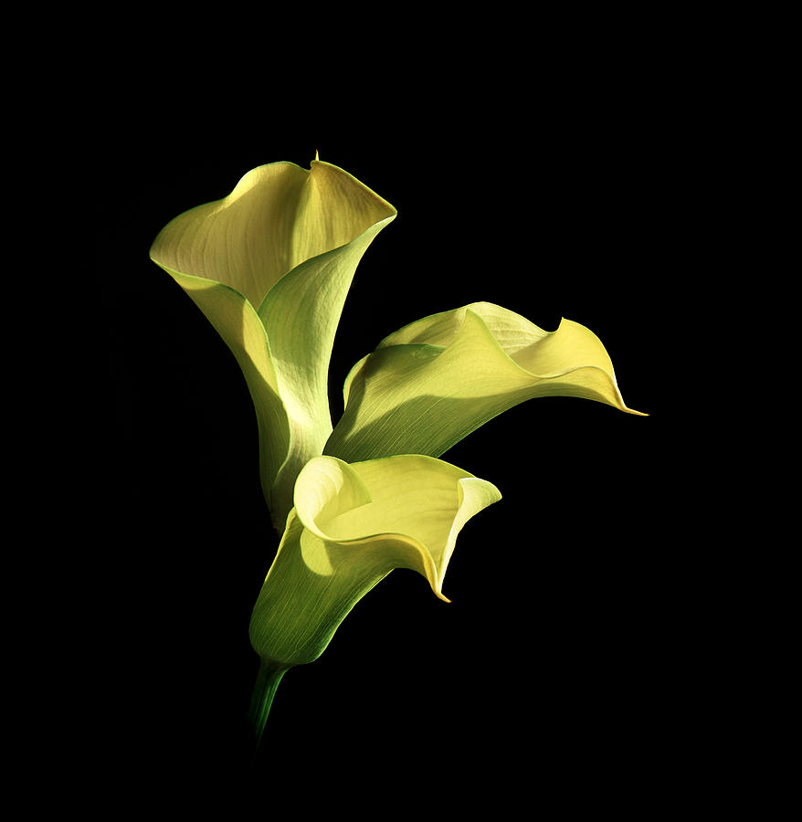 Three Yellow Calla Lilies Photograph by Diane Miller
