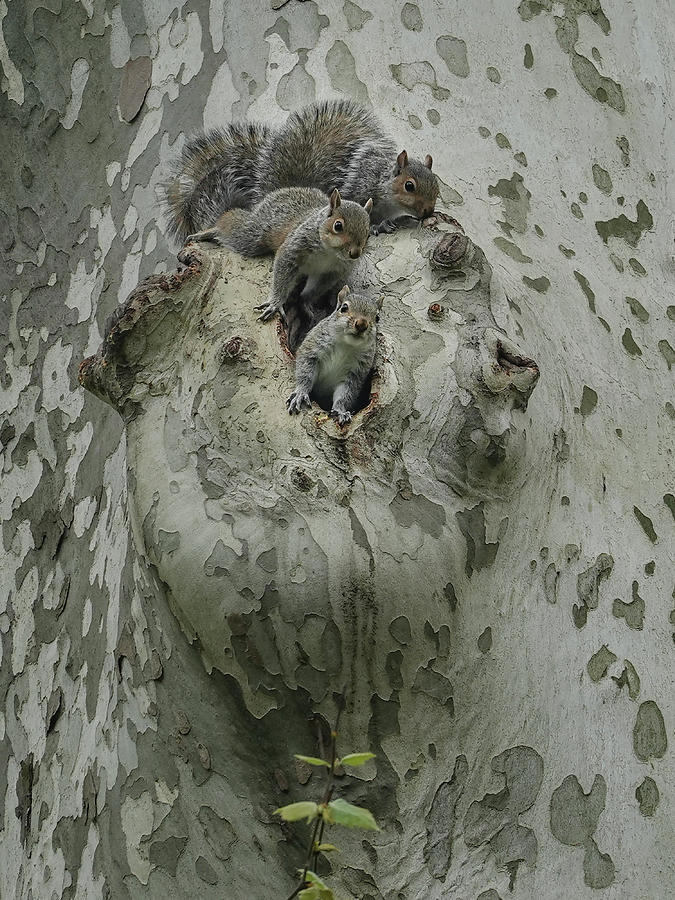 Three Young Squirrels Photograph by Cornelis Verwaal