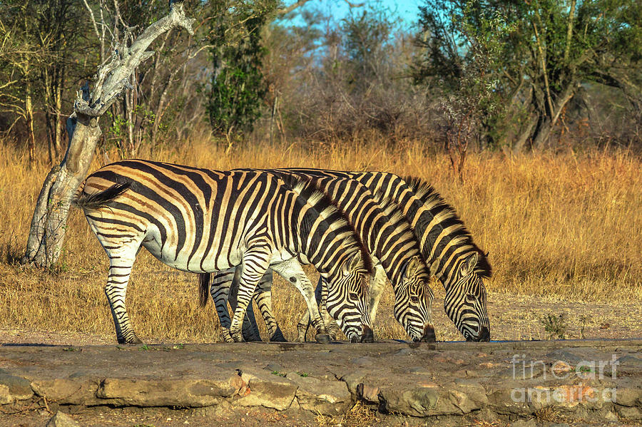 Three Zebras drinking Photograph by Benny Marty