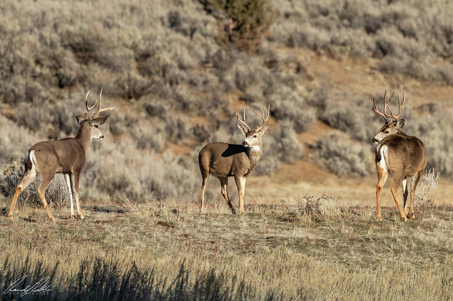 Three's a Crowd Photograph by Randy Robbins - Fine Art America