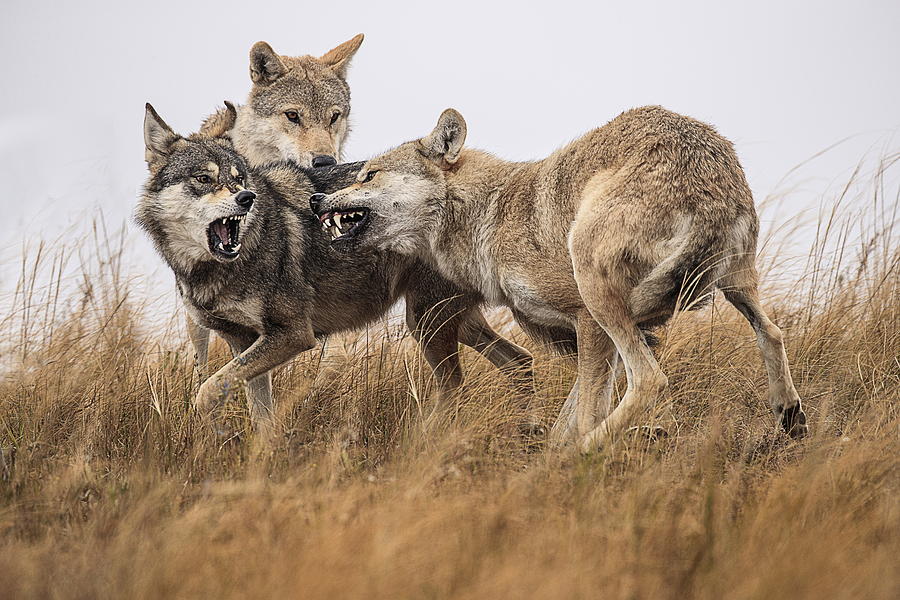 Wolves Photograph - Threes Company by Libby Zhang