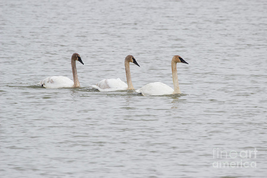 Threes Company - Trumpeter Swan Series  Photograph by Jeannette Hunt