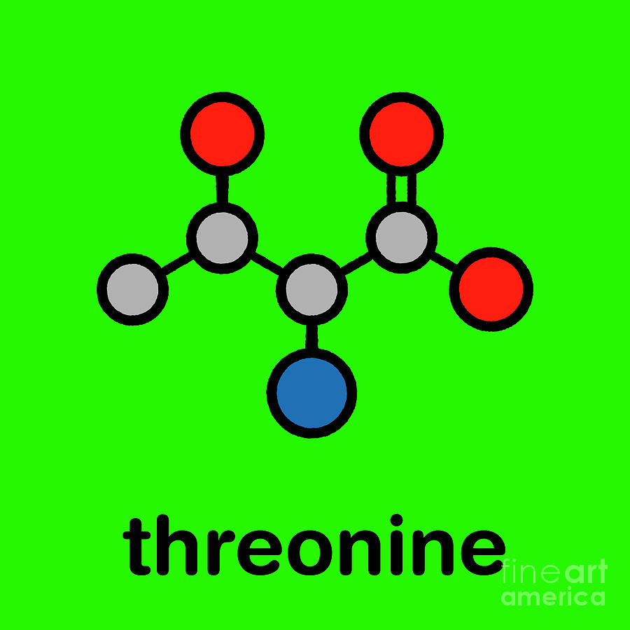 Threonine Amino Acid Molecule Photograph by Molekuul/science Photo Library